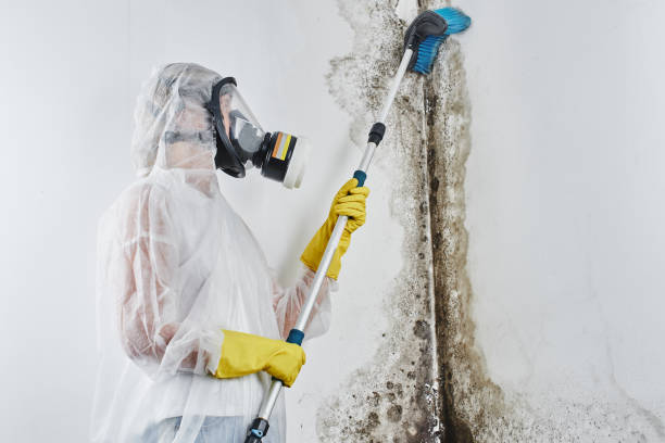 Best Industrial Mold Remediation in Dalhart, TX