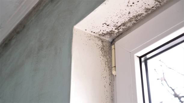 Best Emergency Mold Remediation in Dalhart, TX