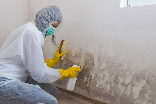 Best White Mold Remediation in Dalhart, TX