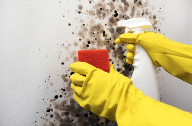 Best Residential Mold Remediation in Dalhart, TX