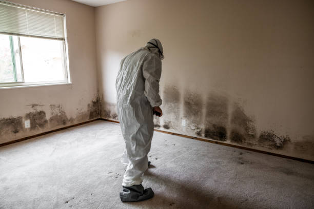 Best Residential Mold Remediation in Dalhart, TX