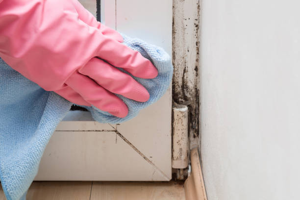 Best Health and Safety Mold Remediation in Dalhart, TX