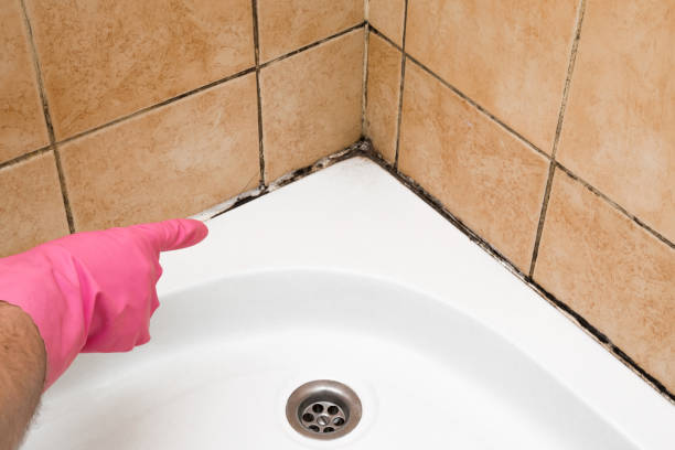 Best Insurance-Related Mold Remediation in Dalhart, TX