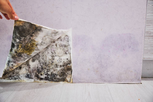 Best Localized Mold Remediation (e.g., coastal areas, humid climates) in Dalhart, TX